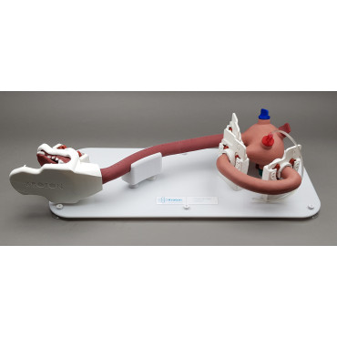 Endo Dog - Canine Gastroscopy Trainer (END004)