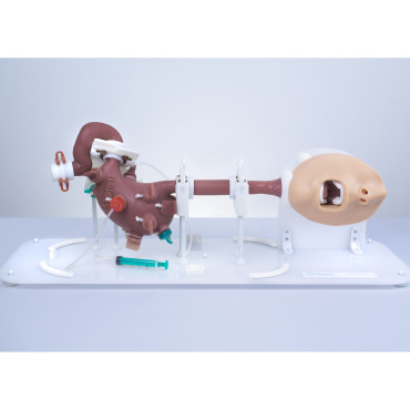 KROTON GASTRO Gastroscopy Trainer (END002)