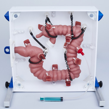 KROTON KOLONO Colonoscopy Trainer (END001)