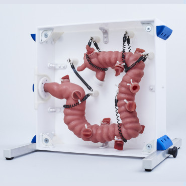 KROTON KOLONO Colonoscopy Trainer (END001)