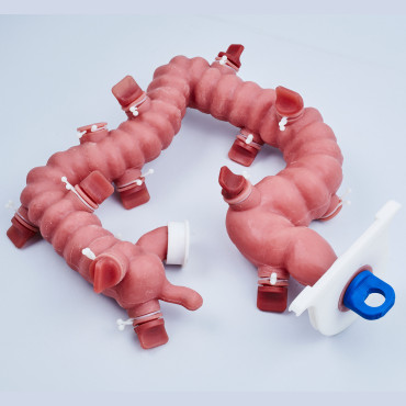 KROTON KOLONO Colonoscopy Trainer (END001)