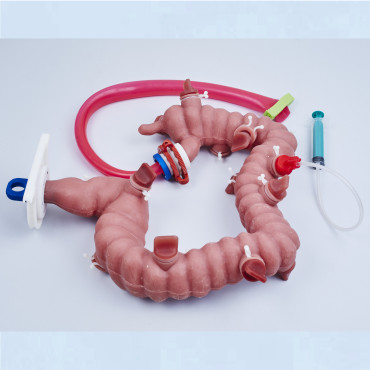 KROTON KOLONO Colonoscopy Trainer (END001)