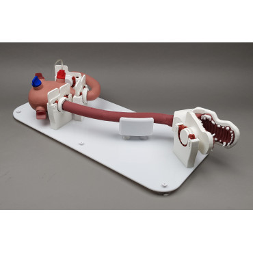 copy of Endo Dog - Canine Gastroscopy Trainer (END004)