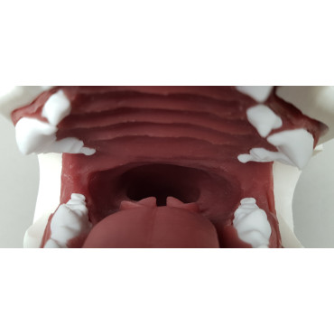 copy of Endo Dog - Canine Gastroscopy Trainer (END004)