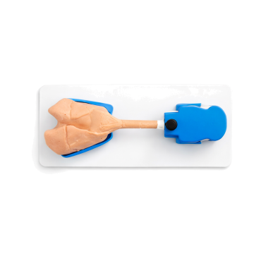copy of Endo Dog - Canine Gastroscopy Trainer (END004)