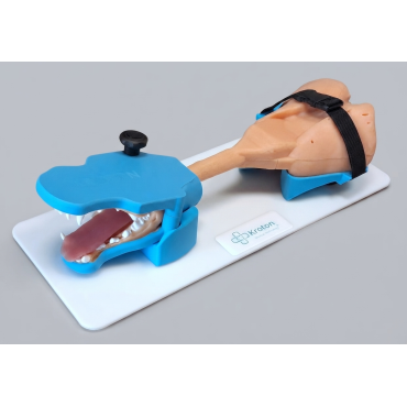 Broncho Dog – simulateur de bronchoscopie canine (END005) | Kroton