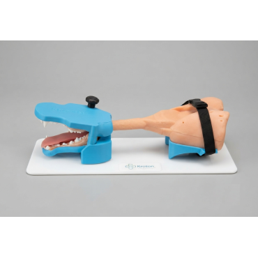 Broncho Dog – simulateur de bronchoscopie canine (END005) | Kroton