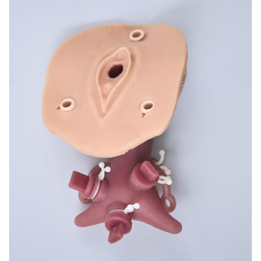 Gynecological Trainer (GIN001)