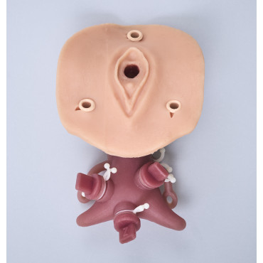Gynecological Trainer (GIN001)