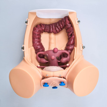 Gynecological Trainer (GIN001)