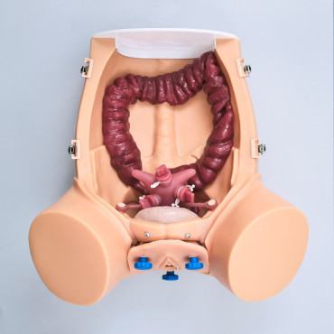 Gynecological Trainer (GIN001)