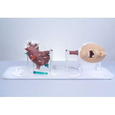 KROTON GASTRO Gastroscopy Trainer (END002)