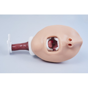 KROTON GASTRO Gastroscopy Trainer (END002)