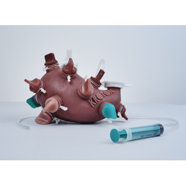 KROTON GASTRO Gastroscopy Trainer (END002)