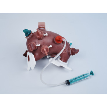 KROTON GASTRO Gastroscopy Trainer (END002)